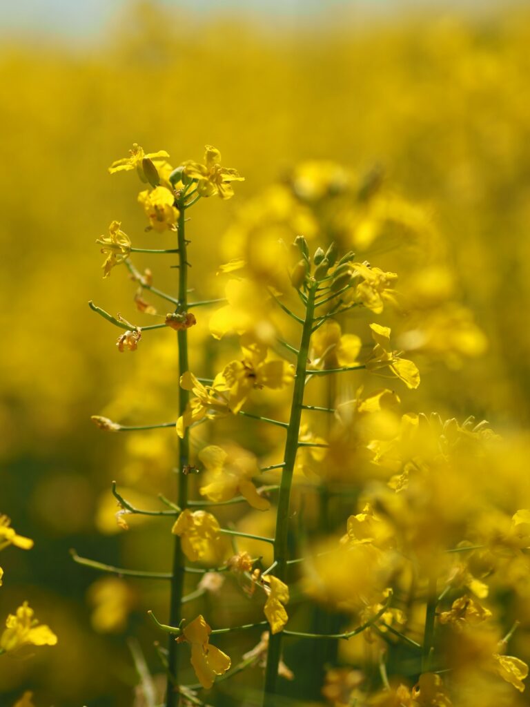 Canola