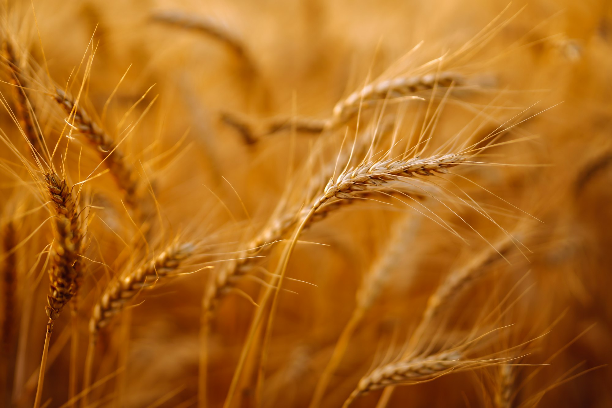 Ears of golden wheat close up. Growth nature harvest. Agriculture farm.